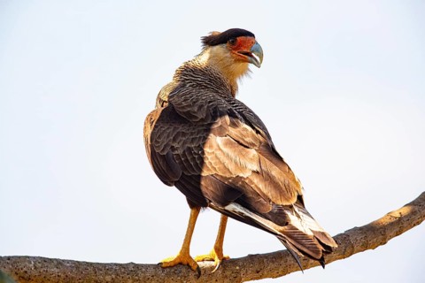 Crested caracara (Polyborus plancus) Pantanal Brazil