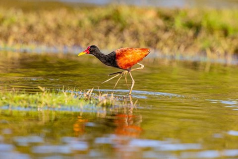 Red-fronted leaflet (Jacana jacana) Pantanal Brazil
