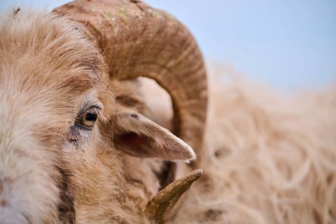 Domestic sheep (Ovis aries) 'Heidschnucke moorland sheep', portrait, Heligoland, Germany, Europe