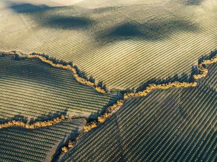 Cultivated almond trees (Prunus dulcis) and streams with riverine vegetation in the Campiña