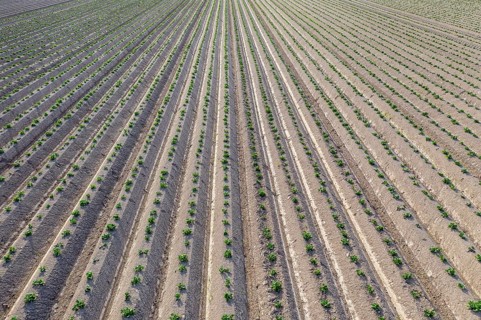 Aerial view of a potato field with ridges and young shoots, Dresden, Saxony, Germany, Europe