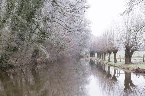 Pollarded willows on the Alstätter Aa near the Haarmühle, Münsterland, North Rhine-Westphalia,