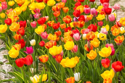 Colourful blooming tulips (tulpia) in a field for self-cutting flowers in Katzenberg, Nossen,