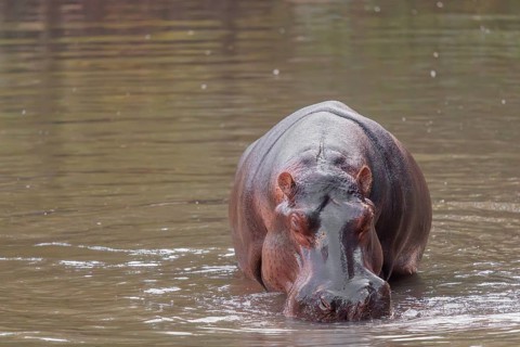 An adult hippopotamus (Hippopotamus amphibius) stands grazing in the shallow water of a river