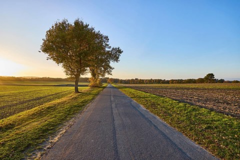Landscape, trees, fields, sidelight, sunset, blue cloudless sky, Franz-Barca-Weg road, Hanstedt in