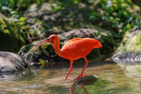 A scarlet ibis (Eudocimus ruber) stands on a stone lying in the shallow water of a riverbank and