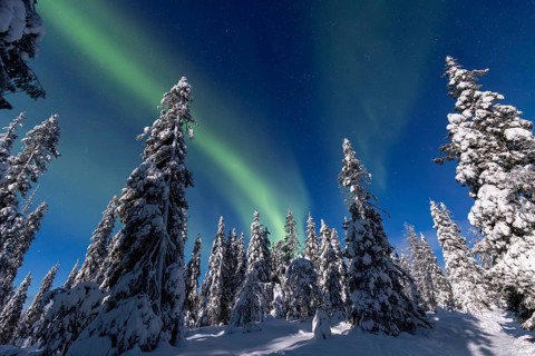 Northern lights, Aurora borealis over snow covered spruce trees on the taiga in winter at night,