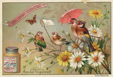 Picture series From the world of birds, birds in the summer resort, bird family, Liebig picture,