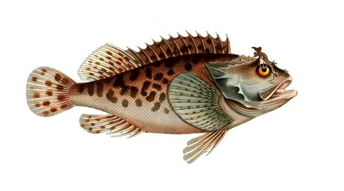 Fish, Fish, Fish genus from the scorpionfish family, Scorpaena porcus, Historical, digitally