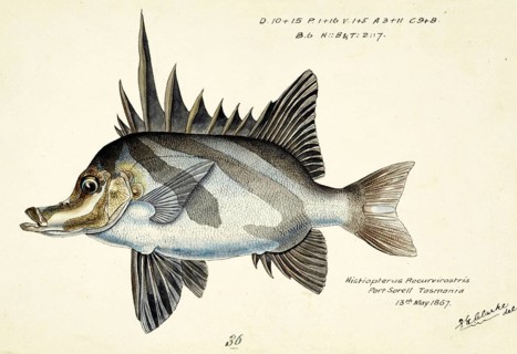 Long-snouted boarfish, Pentaceropsis recurvirostris, The longsnout boarfish, fish, reproduction of