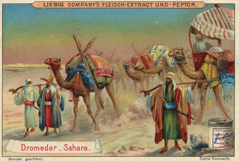 Picture series Animals of the Lands, Dromedary from the Sahara, Liebig picture, digitally restored