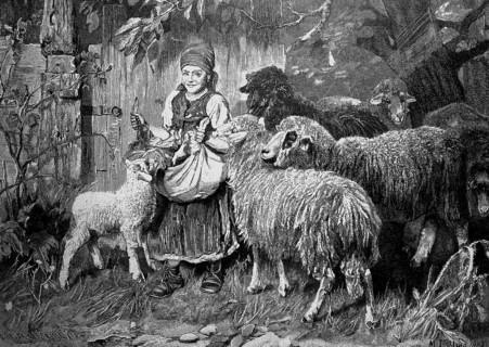 Sheep harassing a girl who has food in her apron, illustration from 1887, historical, digital