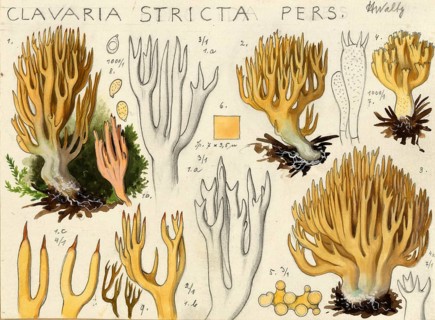 Mushroom, Mushrooms, Stiff coral, Ramaria stricta, Corallium stricta, authentic reproduction of an