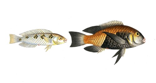 Fish, fish, left: Genus of wrasses, Labrus malapterus, the soft finned wrasse. right: Genus of
