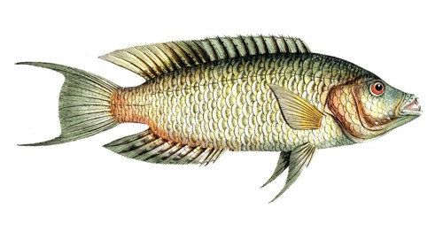 Fish, Fish, Sea bream family, Sparus chlorurus, Historical, digitally restored reproduction from a
