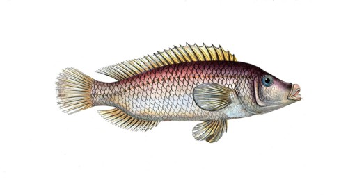 Fish, fish, fish genus from the snapper family Lutjanus linckii, the linkian lutian, The Lutian of