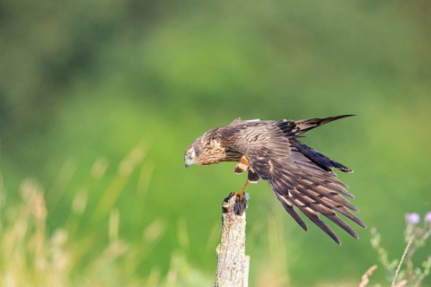 Montagu's harrier (Circus pygargus) wbl Germany