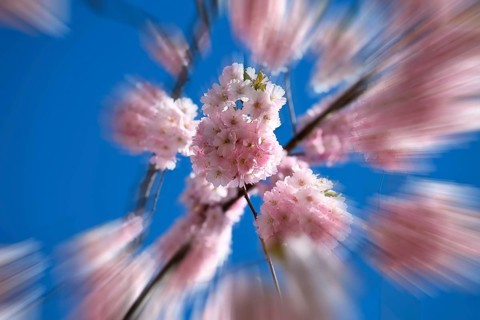 Japanese Cherry, Oriental Cherry, Japanese Cherry Tree, Japanese Blossom Cherry Tree (Prunus