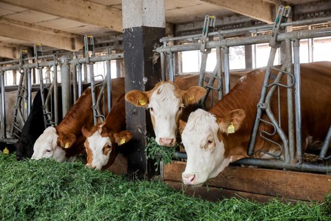 Oberlausitz, Saxony, Germany - Cattle eat fresh grass in the barn, the animals on this farm are