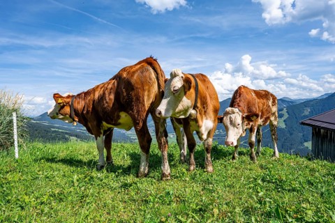 Three calves (Bos primigenius taurus), cows on an alpine meadow, Simmental cattle, Hochbrixen,
