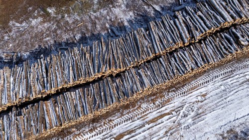 Tree trunks stored after cutting and before being transported to the pulp mill. Region of La