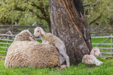 Sheep and young of the Württemberger breed, also known as Merinoland sheep. Sheep pasture on the