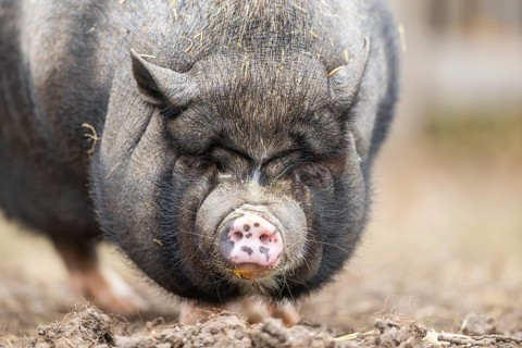 Vietnamese Pot-bellied pig standing on the ground, Bavaria, Germany, Europe