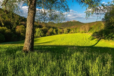 Meadow with birch in the evening light, view of the Wartburg, Eisenach, Thuringia, Germany, Europe