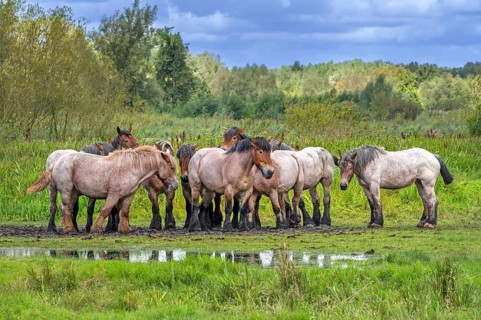 Herd of Koniks, Polish Konik horses resting in meadow of nature reserve De Bourgoyen-Ossemeersen