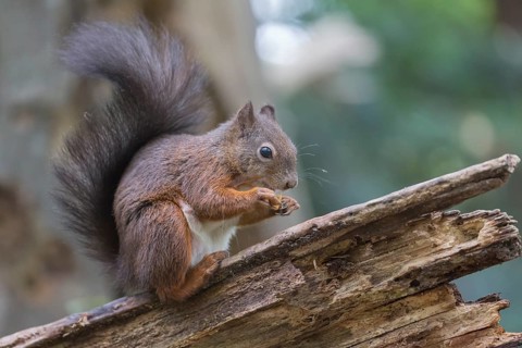 One Red squirrel or Eurasian red squirrel (Sciurus vulgaris) feeding on peanut. Trees in the