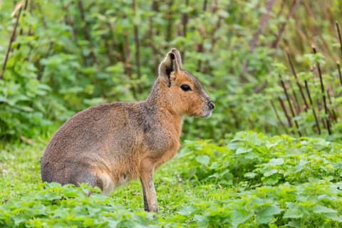 One Patagonian mara (Dolichotis patagonum) sits on a meadow with stinging nettle