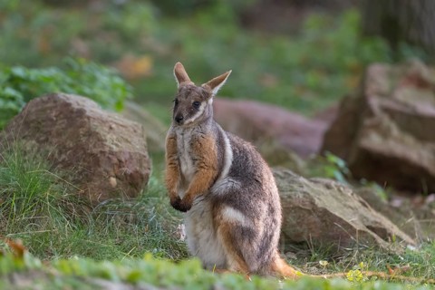 One yellow-footed rock-wallaby (Petrogale xanthopus), or ring-tailed wallaby sitting on grass