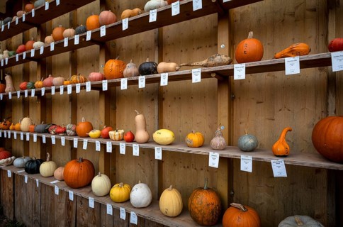 Classification, nomenclature, labelling shelf with various pumpkins, pumpkin exhibition, pumpkins,