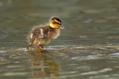 Mallard or Wild duck (Anas platyrhynchos) juvenile baby duckling bird on a lake, England, United