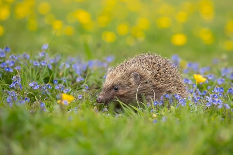 European hedgehog (Erinaceus europaeus) adult animal in a spring time meadow with flowering