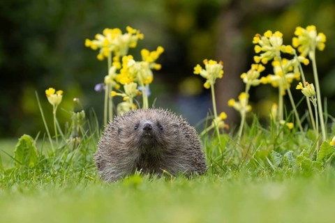 European hedgehog (Erinaceus europaeus) adult animal on a garden grass lawn next to flowering