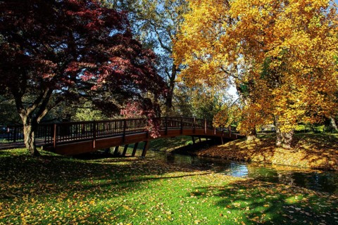 Trees in autumn colours, red and yellow, stream with wooden bridge, Zoological City Garden,