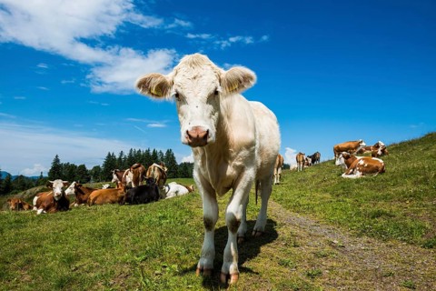 Dairy cows in front of a blue sky, Herzogenhorn, Southern Black Forest, Black Forest, Germany,