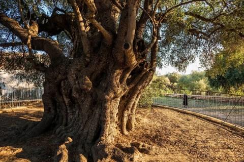 Ancient 1000-year-old olive tree, Santa Maria Navarrese, Gulf of Orosei National Park, Baunei,