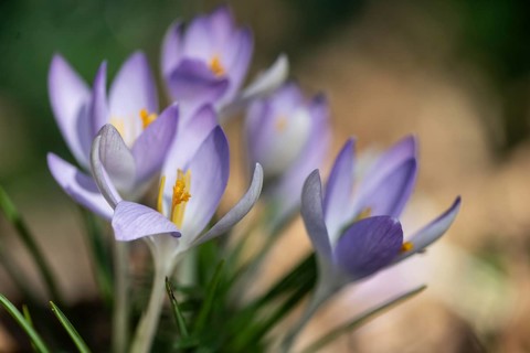 Elf crocus (Crocus tommasinianus), Emsland, Lower Saxony, Germany, Europe