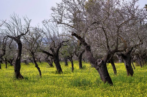 Almond blossom, almond trees, plantation, Bermuda buttercup (Oxalis pes-caprae), also known as low