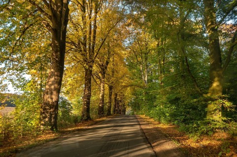 Autumnal avenue of lime trees (Tilia platyphyllo) s along a country road, Mecklenburg-Vorpommern,