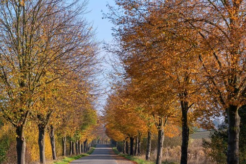 Autumnal lime tree avenue (Tilia), Brützkow, Mecklenburg-Vorpommern, Germany, Europe
