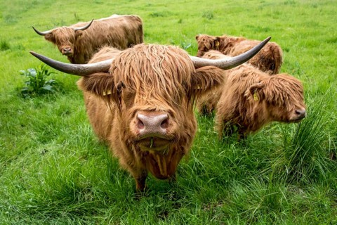 Highland cattle, Highland Cattle or Kyloe (Bos primigenius f. taurus), cow, shaggy coat covers