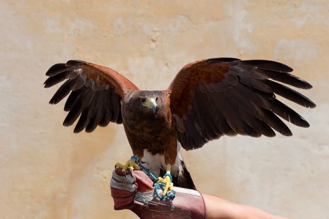Goshawk with spread wings on a glove in front of a beige wall in daylight, captivity, Arcos de la
