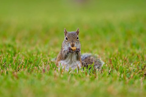 Grey Squirrel (Sciurus carolinensis), on meadow, springtime, Florida, USA, North America