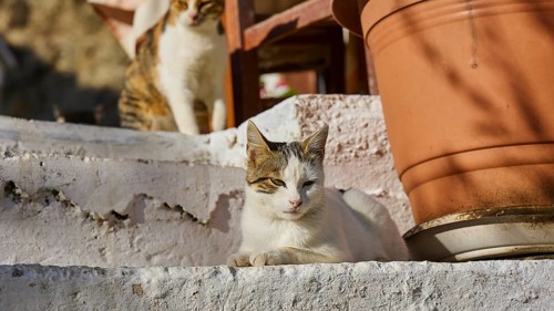 A cat lies on a staircase next to a large plant pot in the shade, cat (n), Olymbos, mountain