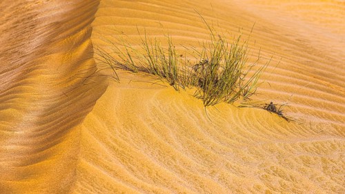 Green vegetation in a windswept sandy structure, Hugf stone desert, Arabian Peninsula, Sultanate of