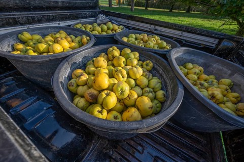 Freshly harvested quinces (Cydonia oblonga) in tonnes on a pickup truck, Mecklenburg-Vorpommern,