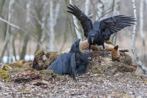 Two common raven (Corvus corax), fighting and feeding on the carcass of a red fox lying on stones